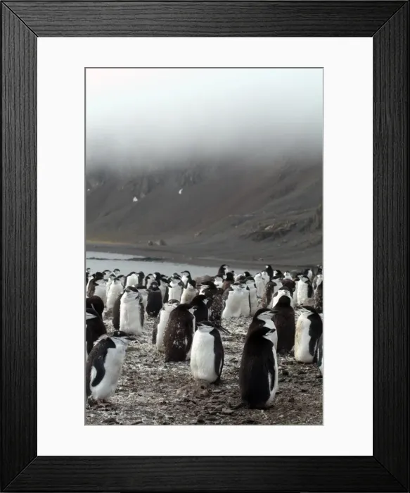 Framed Print : Chinstrap penguins on the shore, Hannah Point, Antarctica, Polar Regions Framed Print : Chinstrap penguins on the shore, Hannah Point, Antarctica, Polar Regions