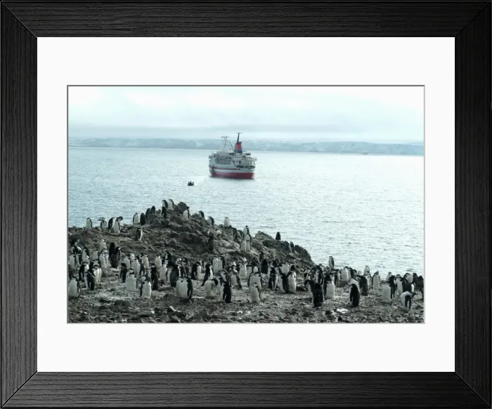 Framed Print : Chinstrap penguins on the shore with cruise ship and Zodiac in the background, Hannah Point, Anarctica, Polar Regions Framed Print : Chinstrap penguins on the shore with cruise ship and Zodiac in the background, Hannah Point, Anarctica, Polar Regions