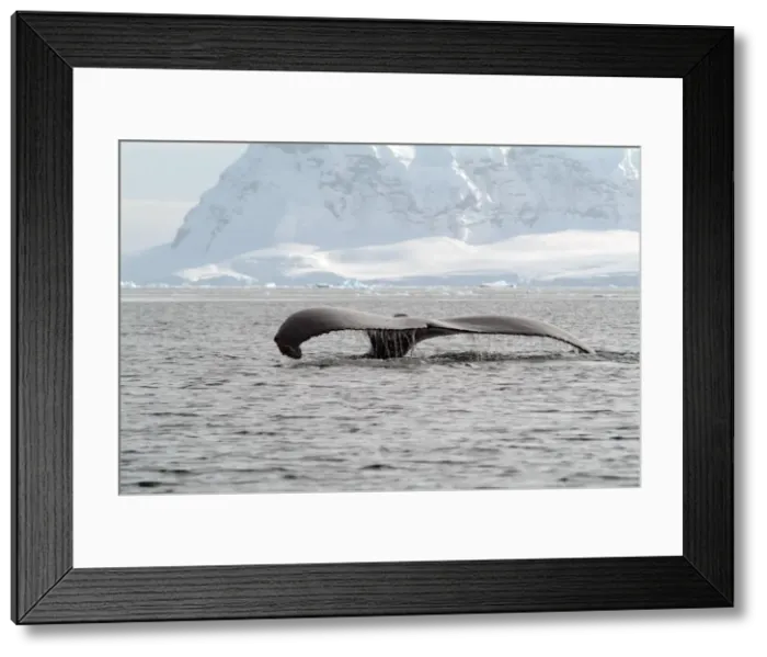 Framed Print : Humpback whale rising out of the sea, Antarctica, Polar Regions