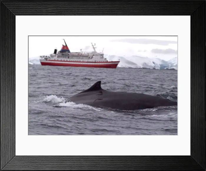 Framed Print : Humpback whale in front of cruise ship, Antarctica, Polar Regions
