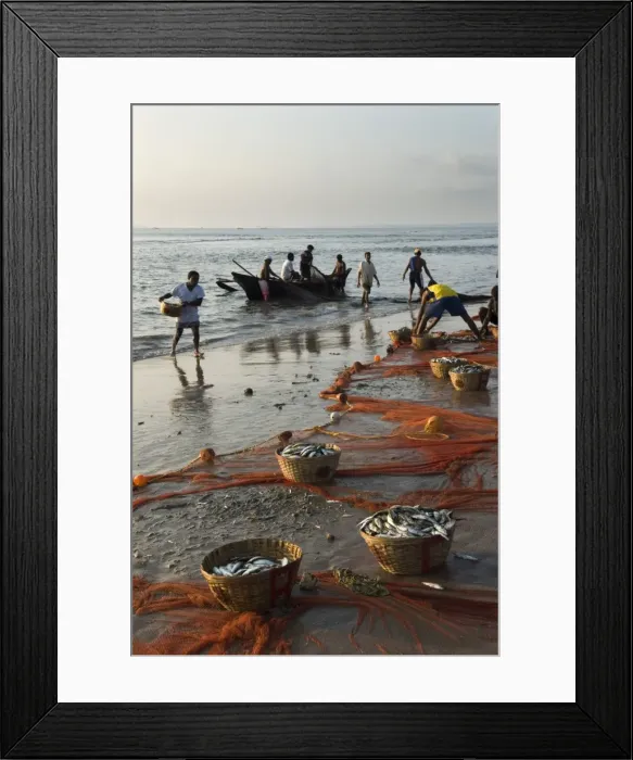 Framed Print : Local fishermen landing catch, Benaulim, Goa, India, Asia Framed Print : Local fishermen landing catch, Benaulim, Goa, India, Asia