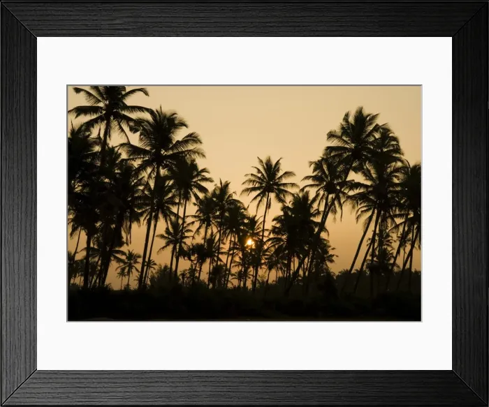 Framed Print : Palm trees at sunset, Goa, India, Asia Framed Print : Palm trees at sunset, Goa, India, Asia