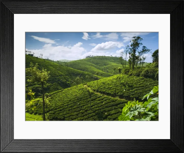 Framed Print : View over tea plantations, near Munnar, Kerala, India, Asia Framed Print : View over tea plantations, near Munnar, Kerala, India, Asia