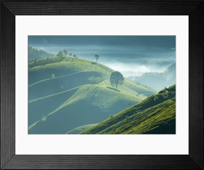 Framed Print : Early morning mist over tea plantations, near Munnar, Kerala, India, Asia Framed Print : Early morning mist over tea plantations, near Munnar, Kerala, India, Asia