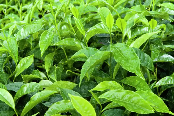 Tea shrub, near Munnar, Kerala, India, Asia