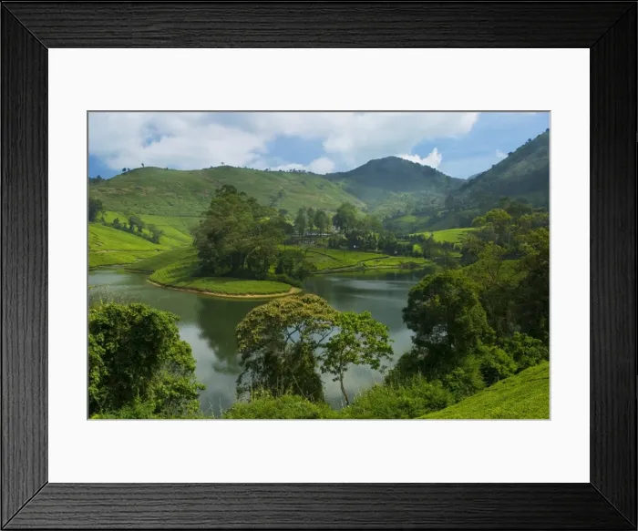 Framed Print : View over Tea Estate, Tamil Nadu, India, Asia Framed Print : View over Tea Estate, Tamil Nadu, India, Asia