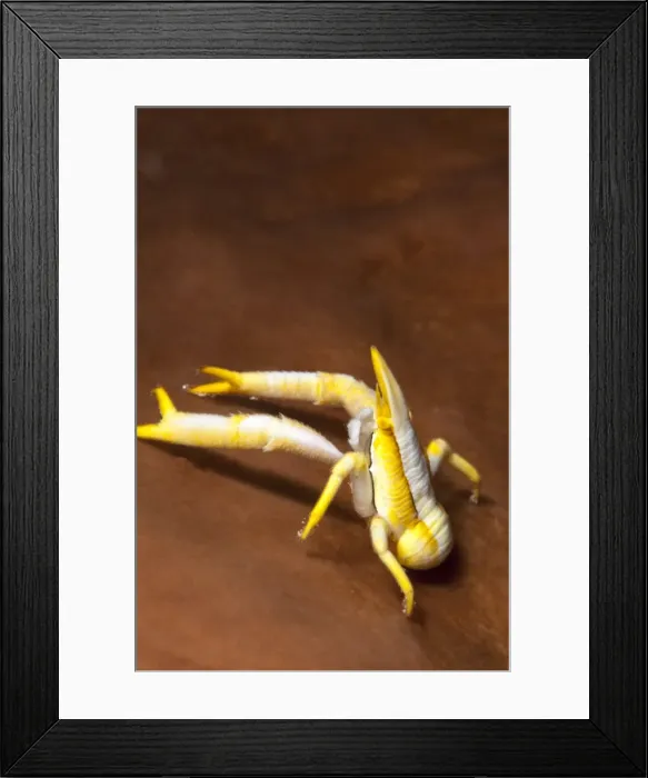 Framed Print : Elegant squat lobster (Allogalathea elegans), Sulawesi, Indonesia, Southeast Asia, Asia Framed Print : Elegant squat lobster (Allogalathea elegans), Sulawesi, Indonesia, Southeast Asia, Asia