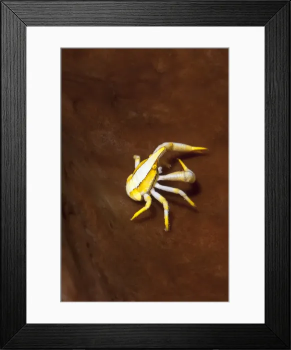 Framed Print : Elegant squat lobster (Allogalathea elegans), Sulawesi, Indonesia, Southeast Asia, Asia Framed Print : Elegant squat lobster (Allogalathea elegans), Sulawesi, Indonesia, Southeast Asia, Asia