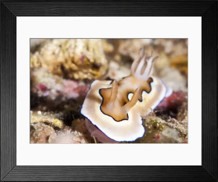 Framed Print : Nudibranch (Chromodoris coi), Sulawesi, Indonesia, Southeast Asia, Asia Framed Print : Nudibranch (Chromodoris coi), Sulawesi, Indonesia, Southeast Asia, Asia
