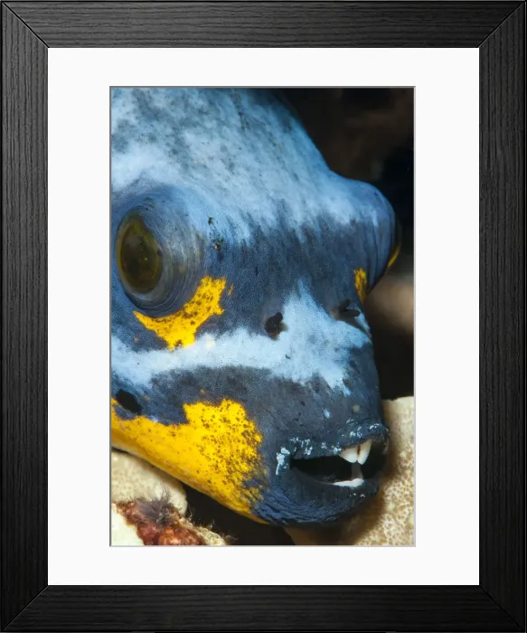 Framed Print : Black spotted pufferfish (Arothron nigropunctatus), Sulawesi, Indonesia, Southeast Asia, Asia Framed Print : Black spotted pufferfish (Arothron nigropunctatus), Sulawesi, Indonesia, Southeast Asia, Asia