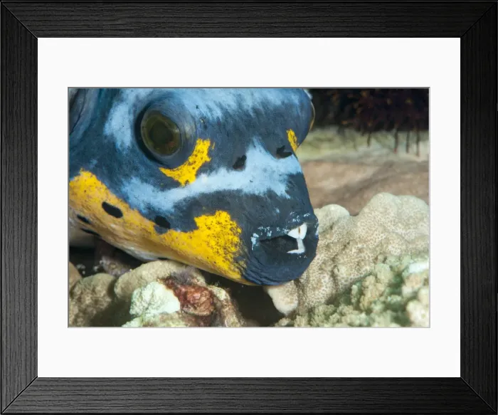 Framed Print : Black spotted pufferfish (Arothron nigropunctatus), Sulawesi, Indonesia, Southeast Asia, Asia Framed Print : Black spotted pufferfish (Arothron nigropunctatus), Sulawesi, Indonesia, Southeast Asia, Asia