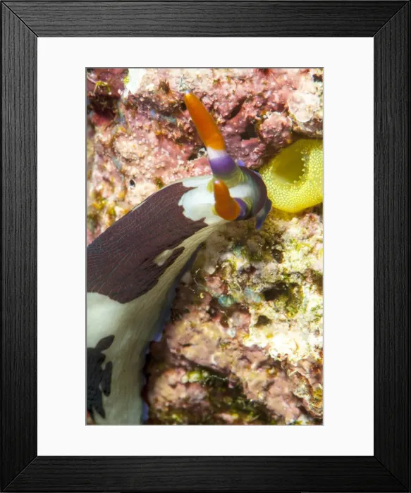 Framed Print : Nudibranch (Nembrotha purpureolineata), Sulawesi, Indonesia, Southeast Asia, Asia Framed Print : Nudibranch (Nembrotha purpureolineata), Sulawesi, Indonesia, Southeast Asia, Asia