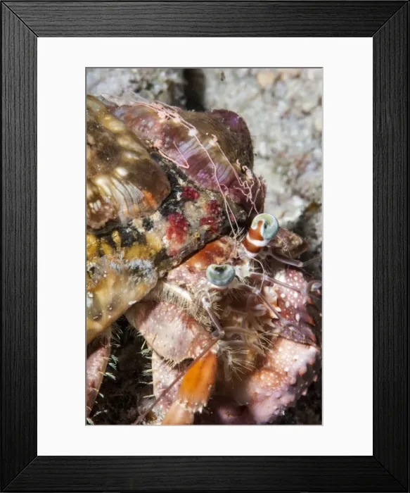 Framed Print : Decorator crab (Dardanus pedunculatus), Sulawesi, Indonesia, Southeast Asia, Asia Framed Print : Decorator crab (Dardanus pedunculatus), Sulawesi, Indonesia, Southeast Asia, Asia
