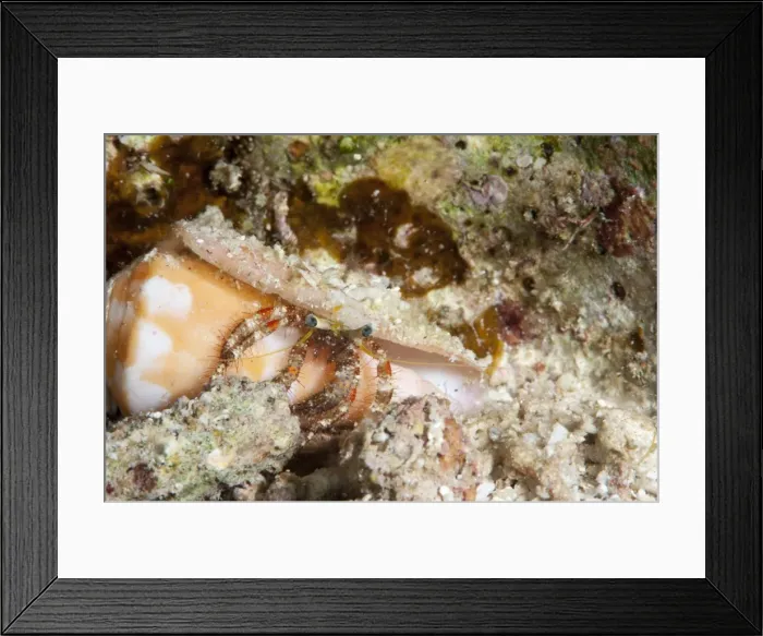 Framed Print : Hermit crab (Dardanus lagopodes), Sulawesi, Indonesia, Southeast Asia, Asia Framed Print : Hermit crab (Dardanus lagopodes), Sulawesi, Indonesia, Southeast Asia, Asia
