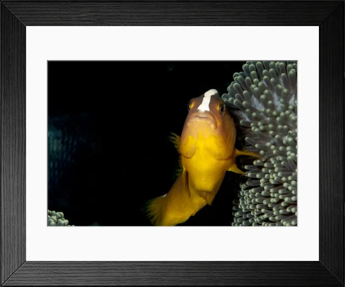 Framed Print : Skunk anemonefis (Amphiprion akallopisos), Sulawesi, Indonesia, Southeast Asia, Asia Framed Print : Skunk anemonefis (Amphiprion akallopisos), Sulawesi, Indonesia, Southeast Asia, Asia