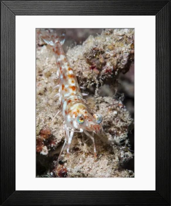 Framed Print : Faxons shrimp (Solenocera faxoni), Sulawesi, Indonesia, Southeast Asia, Asia Framed Print : Faxons shrimp (Solenocera faxoni), Sulawesi, Indonesia, Southeast Asia, Asia