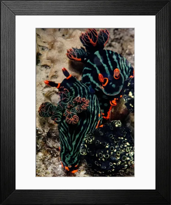 Framed Print : Nembrotha kubaryana nudibranches mating, Sulawesi, Indonesia, Southeast Asia, Asia Framed Print : Nembrotha kubaryana nudibranches mating, Sulawesi, Indonesia, Southeast Asia, Asia