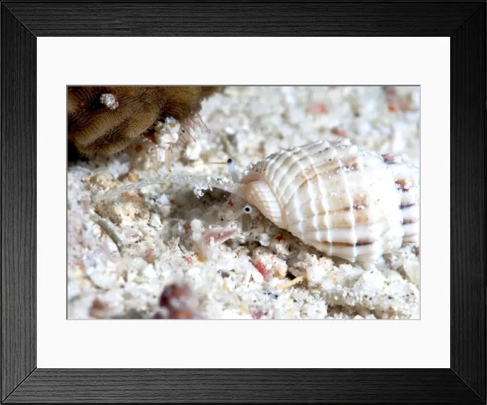 Framed Print : Dog welk (Nassarius papillosus), Sulawesi, Indonesia, Southeast Asia, Asia Framed Print : Dog welk (Nassarius papillosus), Sulawesi, Indonesia, Southeast Asia, Asia