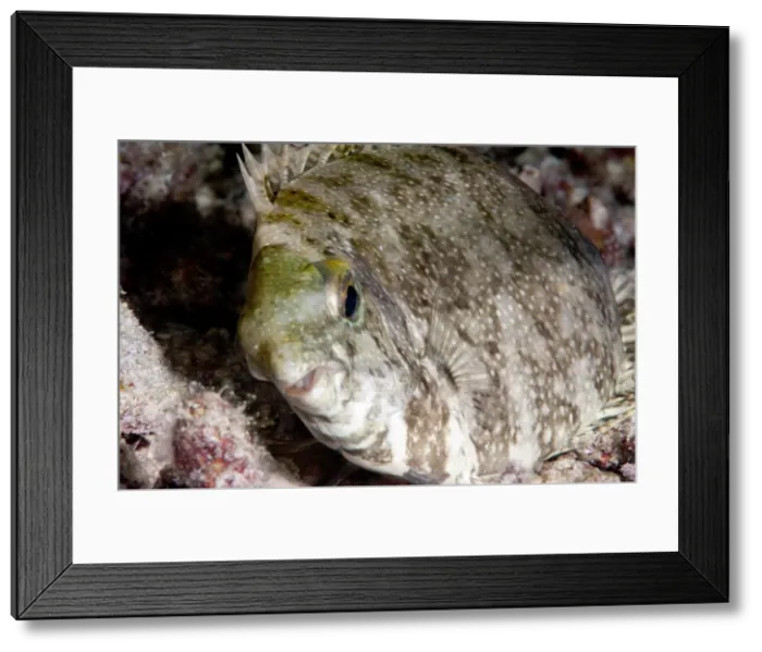 Framed Print : White spotted rabbitfish (Siganus canaliculatus) in its marking phase, when resting on the sea bottom displays mottled pattern, Sulawesi, Indonesia, Southeast Asia, Asia Framed Print : White spotted rabbitfish (Siganus canaliculatus) in its marking phase, when resting on the sea bottom displays mottled pattern, Sulawesi, Indonesia, Southeast Asia, Asia