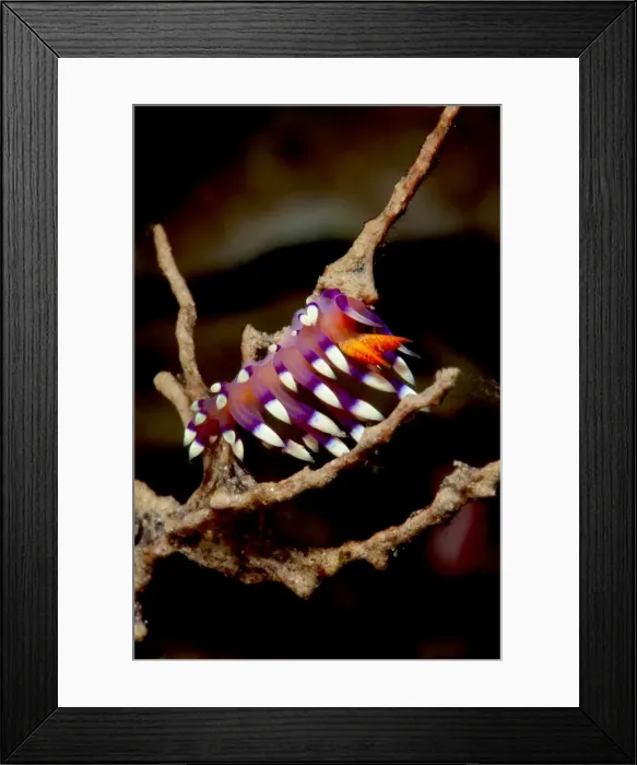Framed Print : Flabellina exoptata nudibranch, Sulawesi, Indonesia, Southeast Asia, Asia Framed Print : Flabellina exoptata nudibranch, Sulawesi, Indonesia, Southeast Asia, Asia