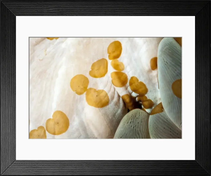Framed Print : Acoelous flatworms (Acolela order), Sulawesi, Indonesia, Southeast Asia, Asia Framed Print : Acoelous flatworms (Acolela order), Sulawesi, Indonesia, Southeast Asia, Asia