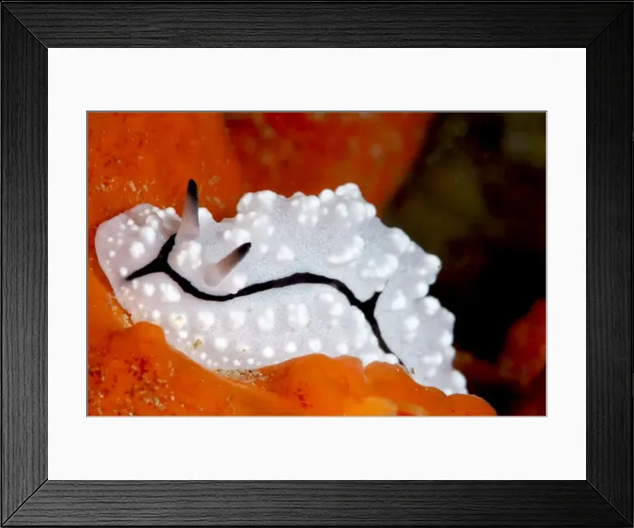 Framed Print : Phyllidiopsis pipeki nudibranch, Sulawesi, Indonesia, Southeast Asia, Asia Framed Print : Phyllidiopsis pipeki nudibranch, Sulawesi, Indonesia, Southeast Asia, Asia