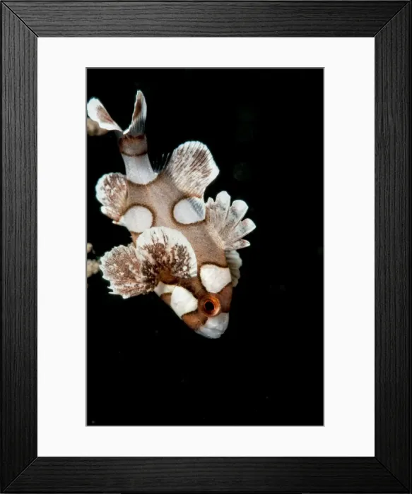 Framed Print : Juvenile harlequin sweetlips (Plectorhinchus chaetodonoides), Sulawesi, Indonesia, Southeast Asia, Asia Framed Print : Juvenile harlequin sweetlips (Plectorhinchus chaetodonoides), Sulawesi, Indonesia, Southeast Asia, Asia