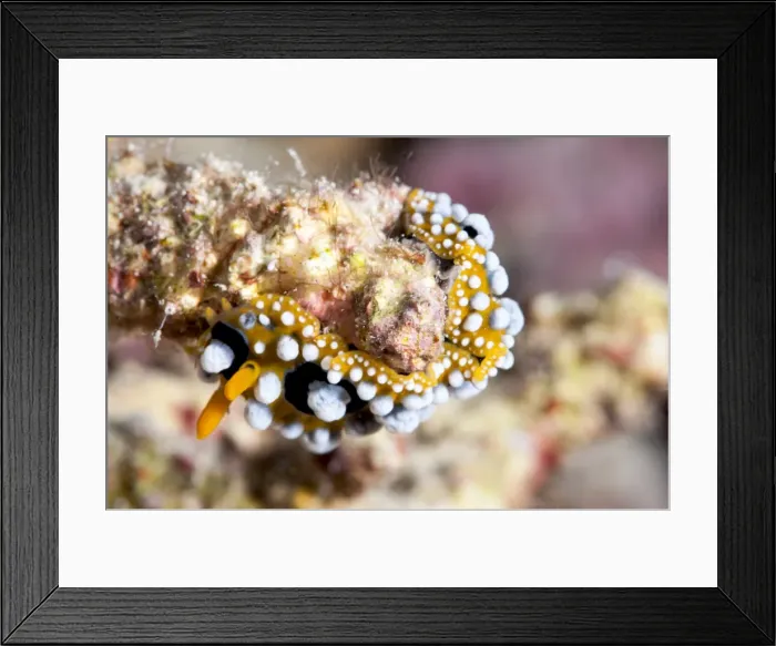 Framed Print : Phyllidia ocellata nudibranch, Sulawesi, Indonesia, Southeast Asia, Asia