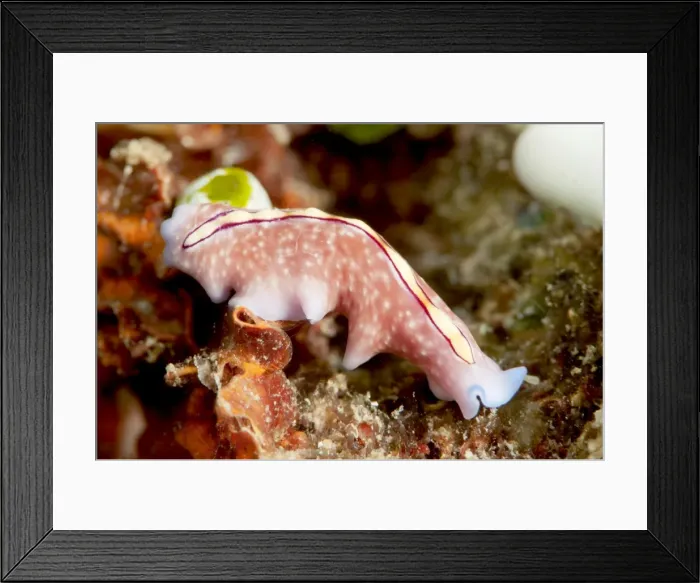 Framed Print : Pseudoceros bifurcus flatworm, Sulawesi, Indonesia, Southeast Asia, Asia Framed Print : Pseudoceros bifurcus flatworm, Sulawesi, Indonesia, Southeast Asia, Asia