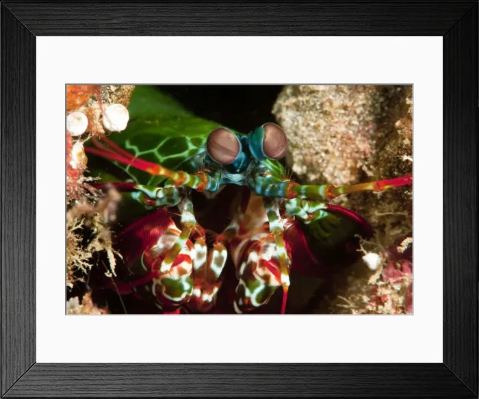 Framed Print : Mantis shrimp (Odontodactylus scyllarus), Sulawesi, Indonesia, Southeast Asia, Asia Framed Print : Mantis shrimp (Odontodactylus scyllarus), Sulawesi, Indonesia, Southeast Asia, Asia