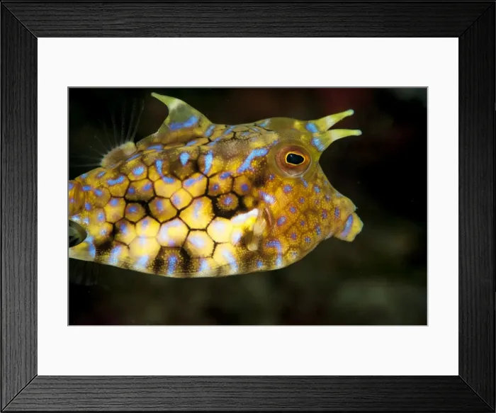 Framed Print : Longhorn cowfish (Lactoria conuta), Sulawesi, Indonesia, Southeast Asia, Asia Framed Print : Longhorn cowfish (Lactoria conuta), Sulawesi, Indonesia, Southeast Asia, Asia
