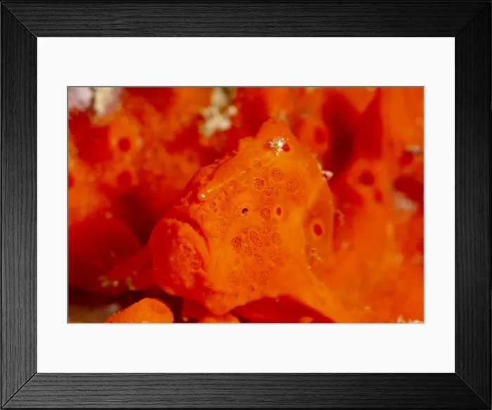 Framed Print : Painted frogfish (Antennarius pictus), Sulawesi, Indonesia, Southeast Asia, Asia Framed Print : Painted frogfish (Antennarius pictus), Sulawesi, Indonesia, Southeast Asia, Asia