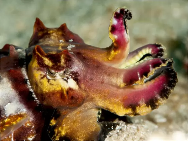 Flamboyant cuttlefish (Metasepia pfefferi), Sulawesi, Indonesia, Southeast Asia, Asia
