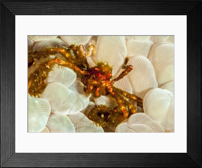 Framed Print : Orangutan crab (Achaeus japonicus), Sulawesi, Indonesia, Southeast Asia, Asia Framed Print : Orangutan crab (Achaeus japonicus), Sulawesi, Indonesia, Southeast Asia, Asia