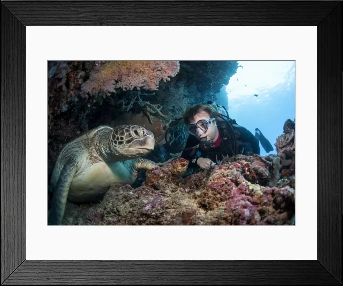 Framed Print : Hawksbill turtle (Eretmochelys imbricata) and diver, Sulawesi, Indonesia, Southeast Asia, Asia Framed Print : Hawksbill turtle (Eretmochelys imbricata) and diver, Sulawesi, Indonesia, Southeast Asia, Asia