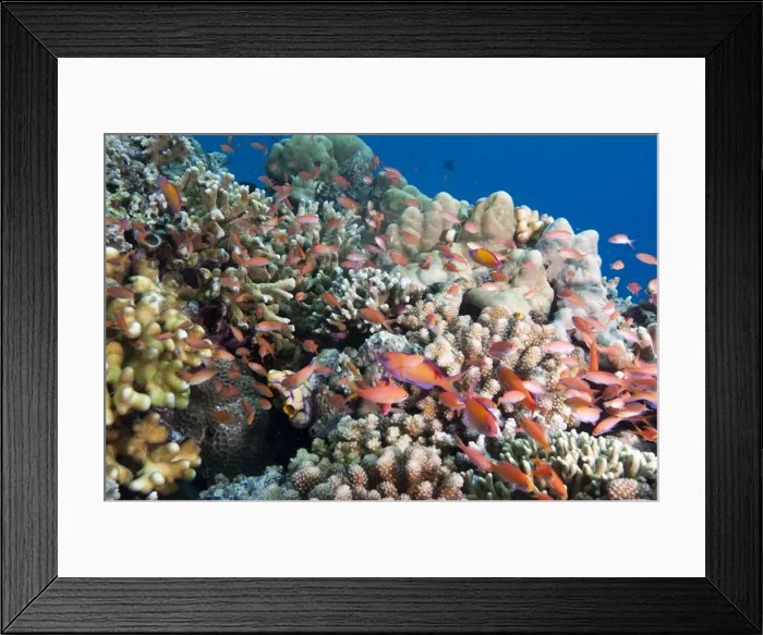 Framed Print : Reef with male and female redfin anthias (Pseudanthias dispar), Sulawesi, Indonesia, Southeast Asia, Asia Framed Print : Reef with male and female redfin anthias (Pseudanthias dispar), Sulawesi, Indonesia, Southeast Asia, Asia