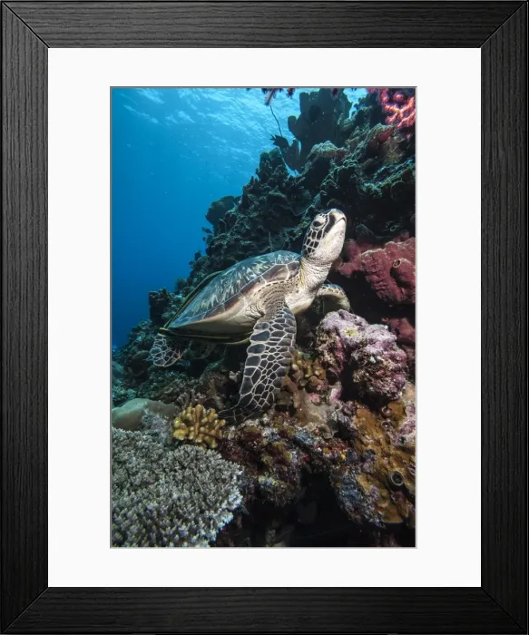 Framed Print : Green turtle (Chelonia mydas), Sulawesi, Indonesia, Southeast Asia, Asia Framed Print : Green turtle (Chelonia mydas), Sulawesi, Indonesia, Southeast Asia, Asia