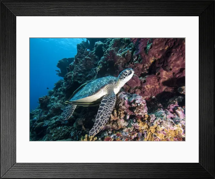Framed Print : Green turtle (Chelonia mydas) with remoras Rachyucentron canadum), Sulawesi, Indonesia, Southeast Asia, Asia Framed Print : Green turtle (Chelonia mydas) with remoras Rachyucentron canadum), Sulawesi, Indonesia, Southeast Asia, Asia