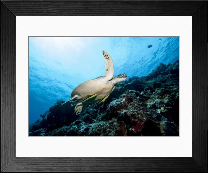Framed Print : Green turtle (Chelonia mydas) with remoras (Rachyucentron canadum), Sulawesi, Indonesia, Southeast Asia, Asia Framed Print : Green turtle (Chelonia mydas) with remoras (Rachyucentron canadum), Sulawesi, Indonesia, Southeast Asia, Asia
