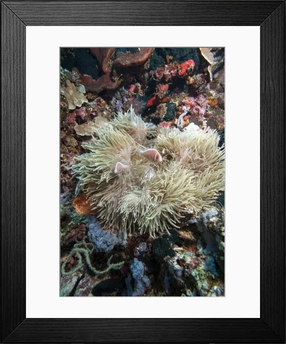 Framed Print : Pink anemonefish (Amphiprion perideraion), Sulawesi, Indonesia, Southeast Asia, Asia Framed Print : Pink anemonefish (Amphiprion perideraion), Sulawesi, Indonesia, Southeast Asia, Asia
