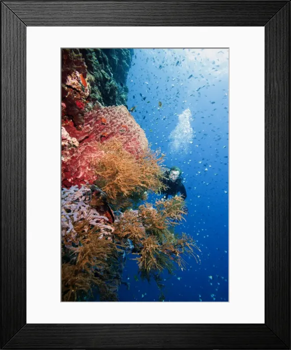 Framed Print : Diver swimming along a wall at Bunaken, Sulawesi, Indonesia, Southeast Asia, Asia Framed Print : Diver swimming along a wall at Bunaken, Sulawesi, Indonesia, Southeast Asia, Asia