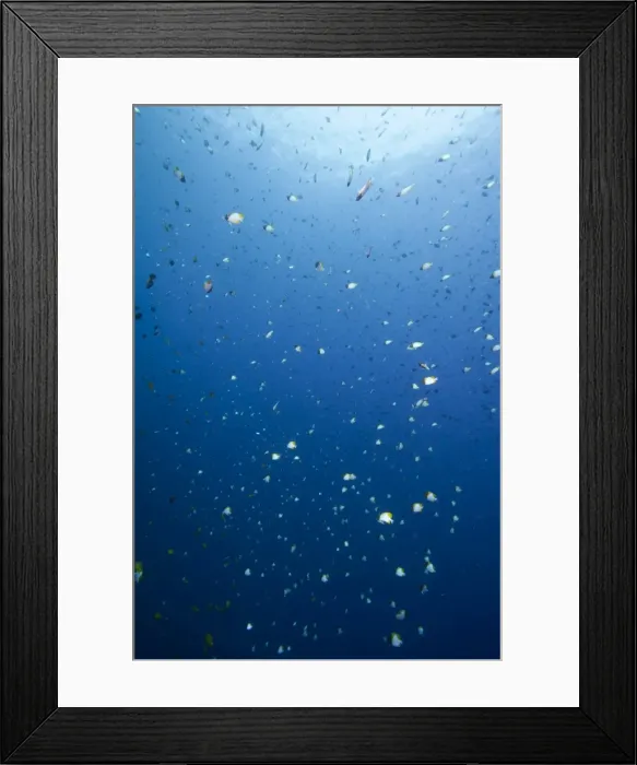 Framed Print : Pyramid butterflyfish (Hemitaurichthys polylepis), Sulawesi, Indonesia, Southeast Asia, Asia Framed Print : Pyramid butterflyfish (Hemitaurichthys polylepis), Sulawesi, Indonesia, Southeast Asia, Asia