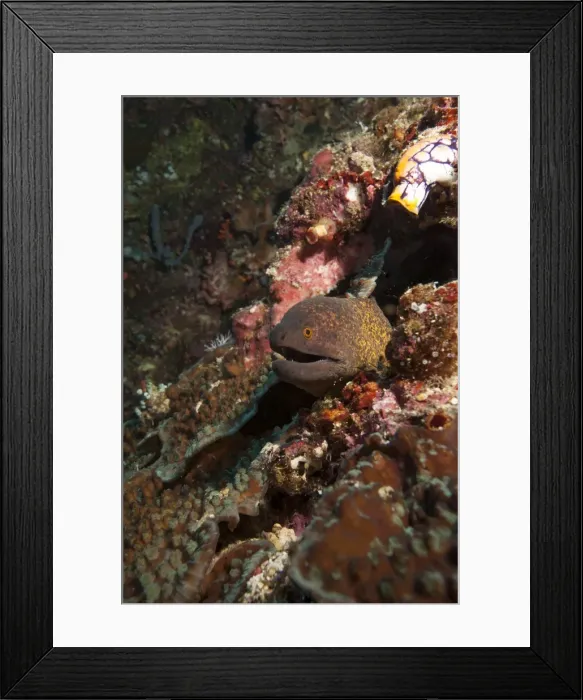 Framed Print : Yellow margined moray eel (Gymnothorax flavimarginatus), Sulawesi, Indonesia, Southeast Asia, Asia Framed Print : Yellow margined moray eel (Gymnothorax flavimarginatus), Sulawesi, Indonesia, Southeast Asia, Asia