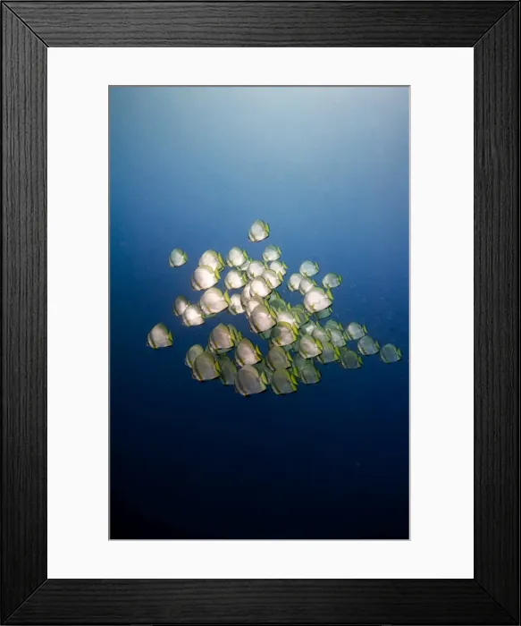 Framed Print : Teira batfish (Platax teira), Sulawesi, Indonesia, Southeast Asia, Asia Framed Print : Teira batfish (Platax teira), Sulawesi, Indonesia, Southeast Asia, Asia