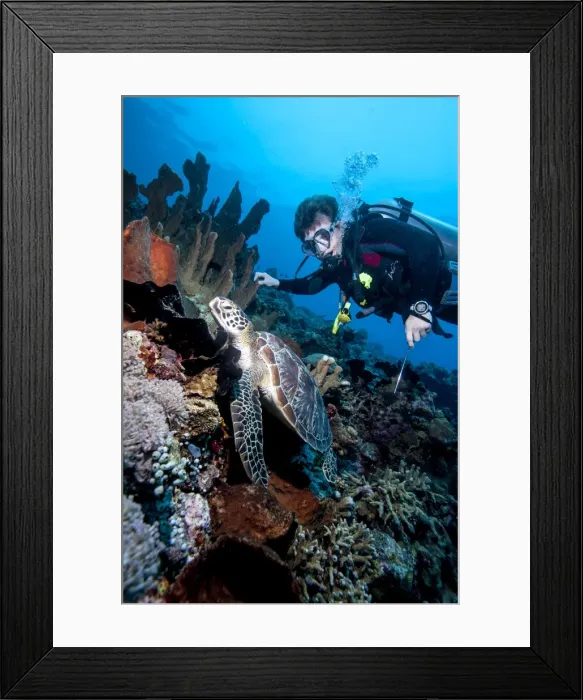 Framed Print : Diver and green turtle (Chelonia mydas), Sulawesi, Indonesia, Southeast Asia, Asia Framed Print : Diver and green turtle (Chelonia mydas), Sulawesi, Indonesia, Southeast Asia, Asia