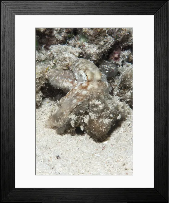 Framed Print : Reef octopus (Octopus cyanea), Sulawesi, Indonesia, Southeast Asia, Asia Framed Print : Reef octopus (Octopus cyanea), Sulawesi, Indonesia, Southeast Asia, Asia