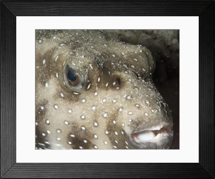 Framed Print : White spotted puffer fish (Arothron hispidus), Sulawesi, Indonesia, Southeast Asia, Asia Framed Print : White spotted puffer fish (Arothron hispidus), Sulawesi, Indonesia, Southeast Asia, Asia