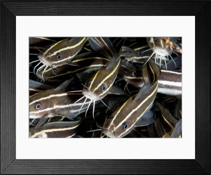 Framed Print : Striped catfish (Plotosus lineatus), Sulawesi, Indonesia, Southeast Asia, Asia Framed Print : Striped catfish (Plotosus lineatus), Sulawesi, Indonesia, Southeast Asia, Asia