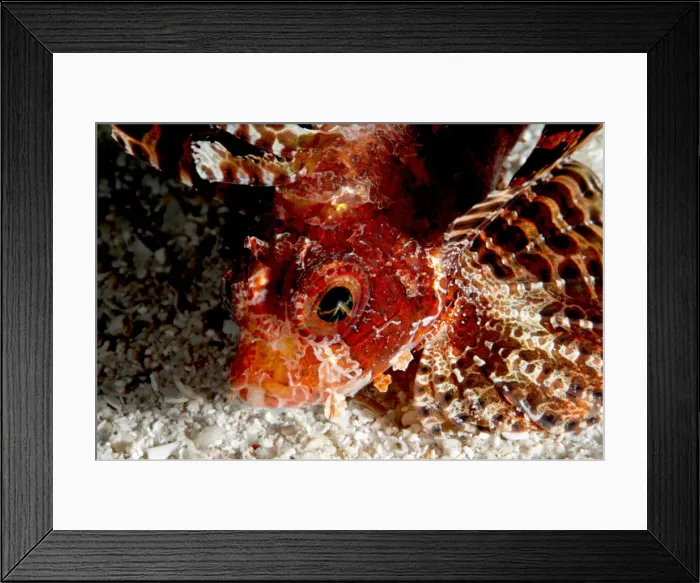 Framed Print : Shortfin lionfish (Dendrochirus brachypterus), Sulawesi, Indonesia, Southeast Asia, Asia Framed Print : Shortfin lionfish (Dendrochirus brachypterus), Sulawesi, Indonesia, Southeast Asia, Asia
