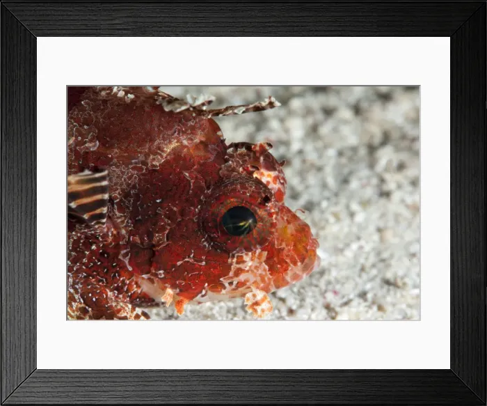 Framed Print : Shortfin lionfish (Dendrochirus brachypterus), Sulawesi, Indonesia, Southeast Asia, Asia Framed Print : Shortfin lionfish (Dendrochirus brachypterus), Sulawesi, Indonesia, Southeast Asia, Asia